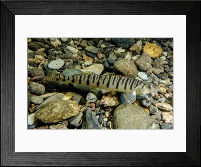 Framed Print : Mobile Logperch (Percina kathae)