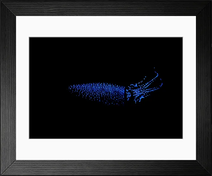 Framed Print : Firefly Squid Framed Print : Firefly Squid