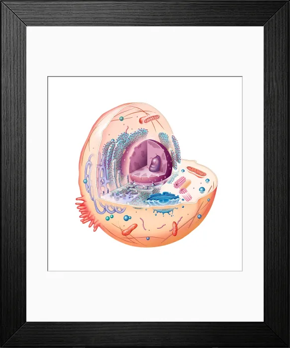 Framed Print : Animal Cell Illustration