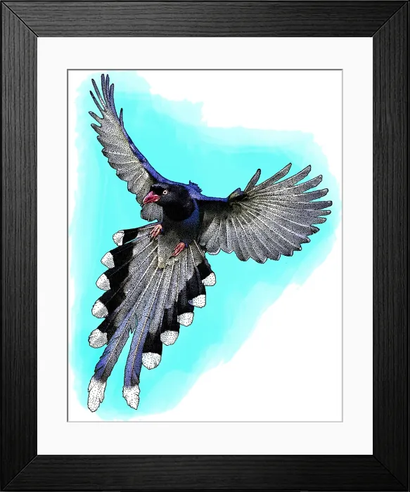 Framed Print : Taiwan blue magpie