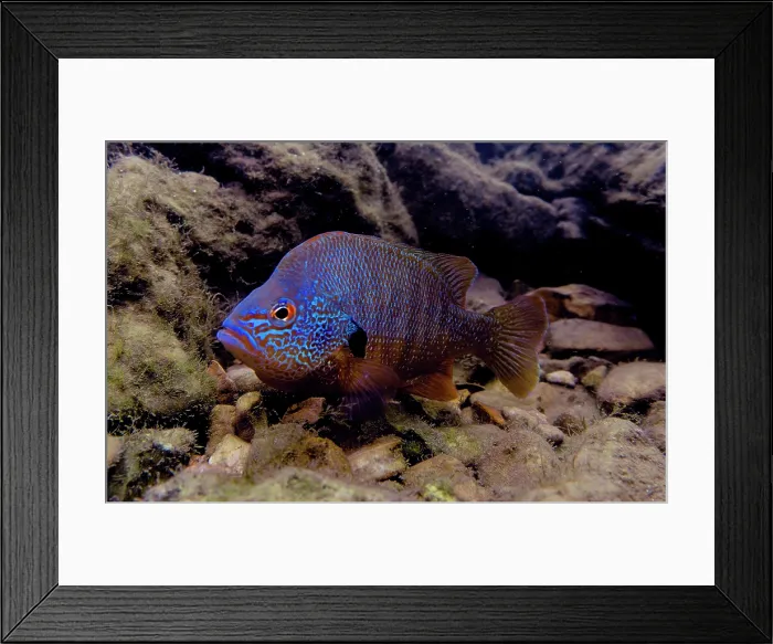 Framed Print : Male Ozark Longear Sunfish (Lepomis megalotis)