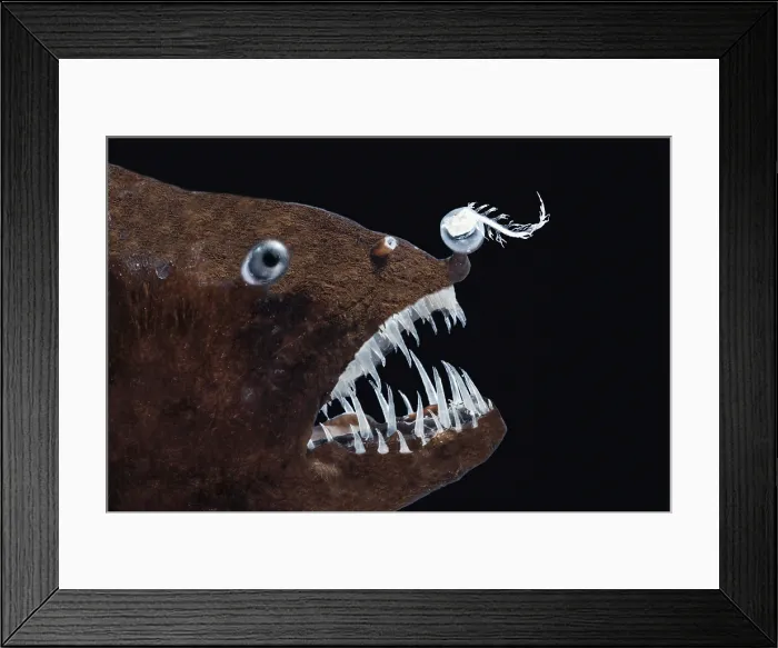 Framed Print : Female anglerfish (Linophryne sp.) Framed Print : Female anglerfish (Linophryne sp.)