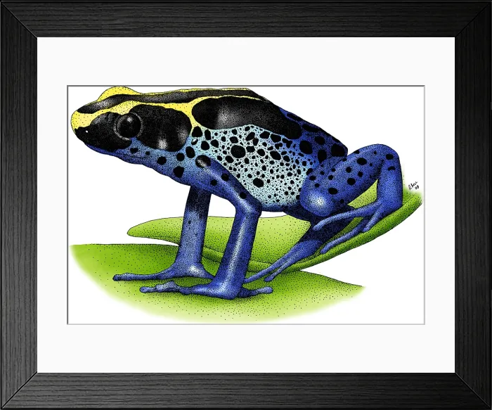 Framed Print : Dyeing Poison Dart Frog Framed Print : Dyeing Poison Dart Frog