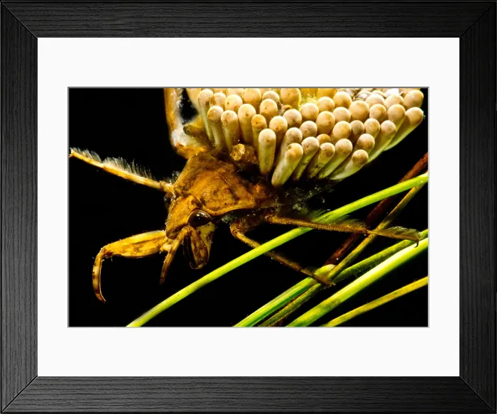 Framed Print : Water Beetle Brooding Eggs Framed Print : Water Beetle Brooding Eggs