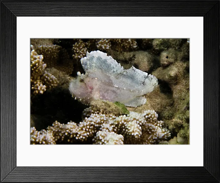 Framed Print : Hawaiian Leaf Fish (Taenianotus triacanthus) Framed Print : Hawaiian Leaf Fish (Taenianotus triacanthus)