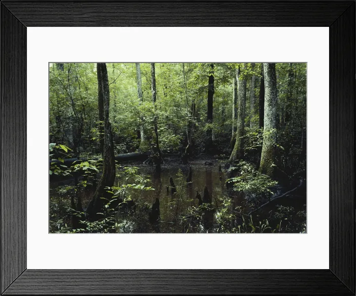 Framed Print : Francis Beidler Forest
