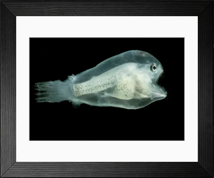 Framed Print : Larval Anglerfish Framed Print : Larval Anglerfish