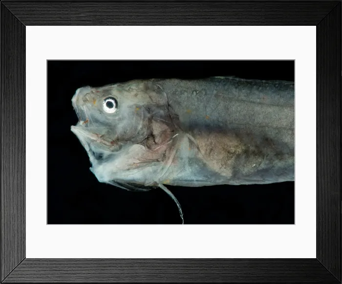 Framed Print : Slender Cusk Eel (Porogadus miles) Framed Print : Slender Cusk Eel (Porogadus miles)
