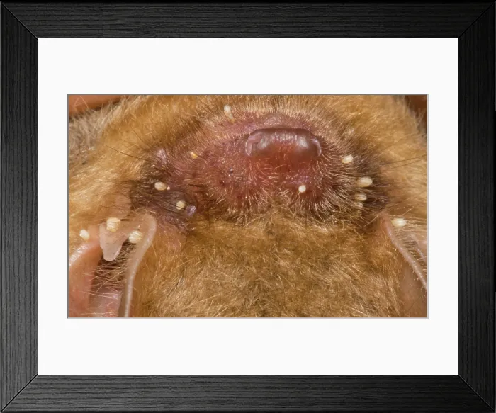 Framed Print : Tricolor Bat (Perimyotis subflavus) Framed Print : Tricolor Bat (Perimyotis subflavus)