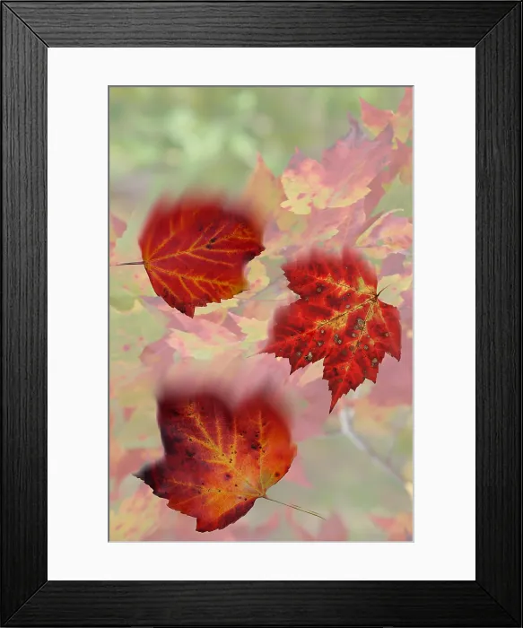 Framed Print : Falling Maple Leaves Framed Print : Falling Maple Leaves