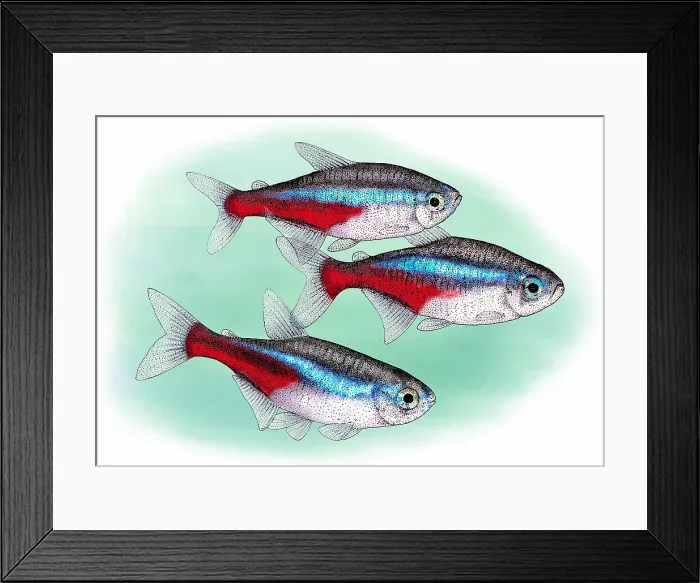 Framed Print : Neon tetras