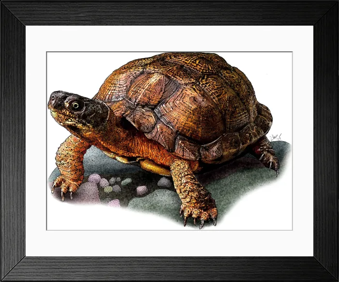Framed Print : Wood Turtle Framed Print : Wood Turtle