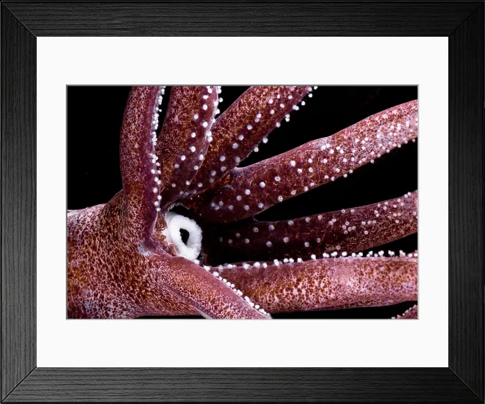 Framed Print : Joubin's squid (Joubiniteuthis portieri) Framed Print : Joubin's squid (Joubiniteuthis portieri)