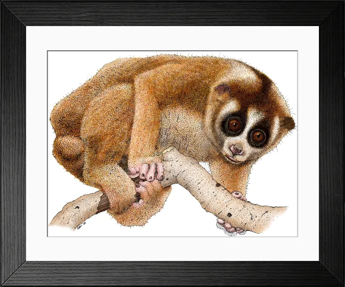 Framed Print : Slow Loris