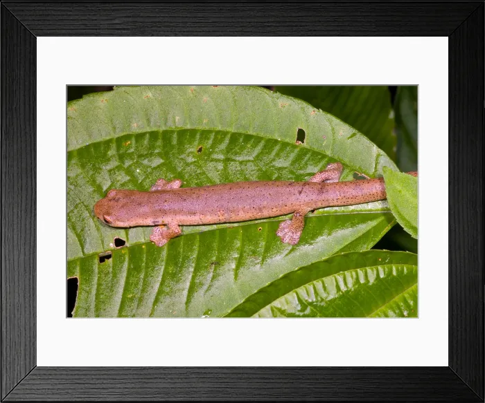 Framed Print : Bolitoglossine Salamander Framed Print : Bolitoglossine Salamander