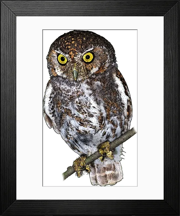 Framed Print : Elf Owl, Micrathene whitneyi, Illustration Framed Print : Elf Owl, Micrathene whitneyi, Illustration