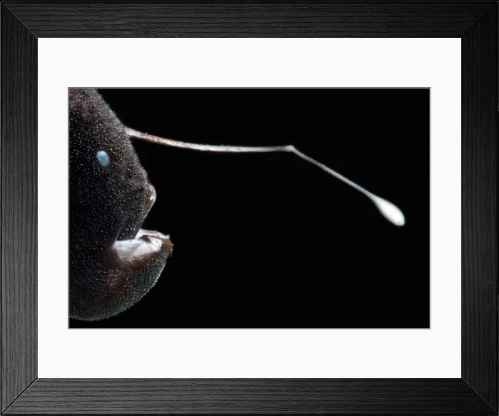 Framed Print : Stargazing Seadevil (Ceratias uranoscopus) Framed Print : Stargazing Seadevil (Ceratias uranoscopus)