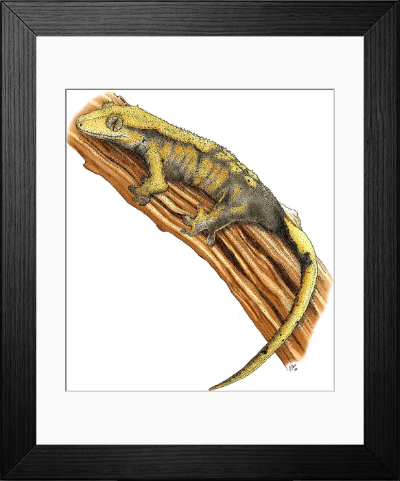 Framed Print : Crested Gecko Framed Print : Crested Gecko