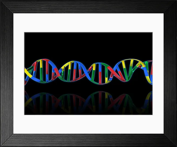 Framed Print : DNA, Ribbon Model