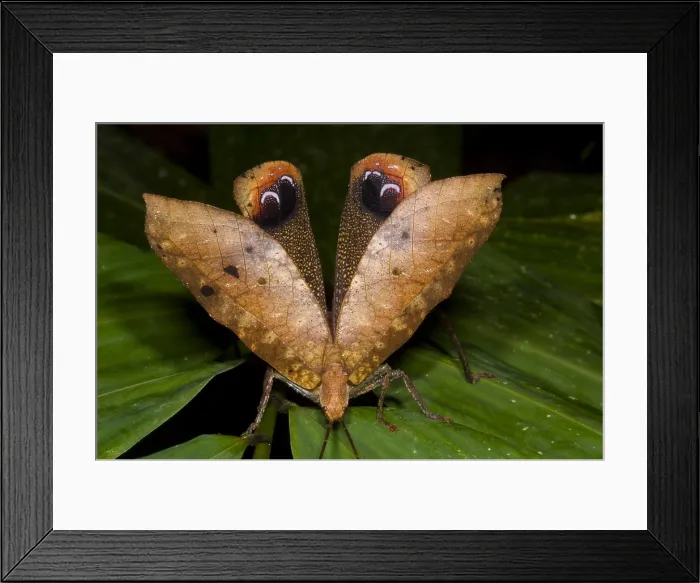 Framed Print : Bush Cricket Framed Print : Bush Cricket