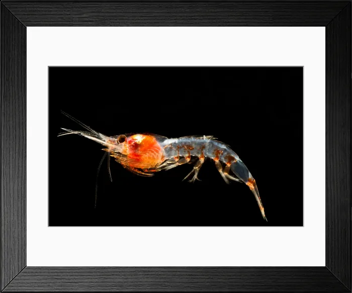 Framed Print : Mesopelagic Shrimp (Janicella spinicauda)