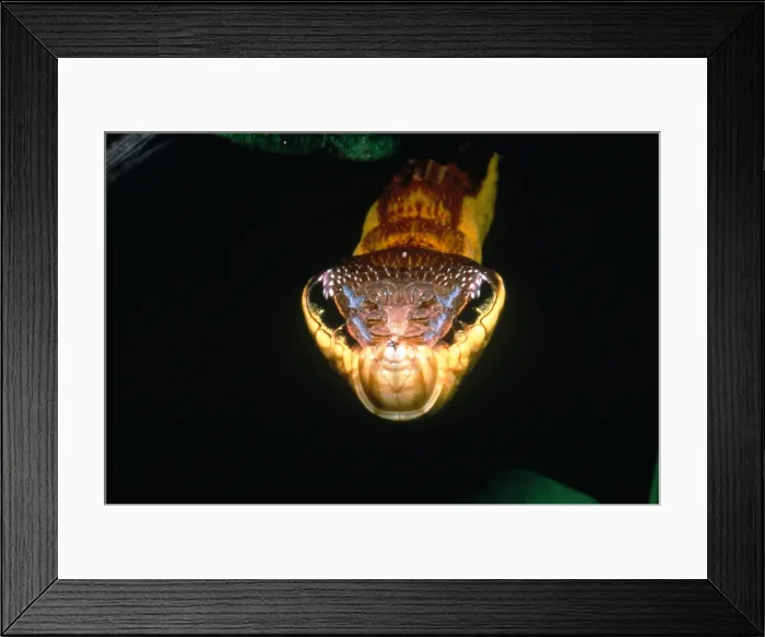 Framed Print : Viper-Mimicking Caterpillar Framed Print : Viper-Mimicking Caterpillar
