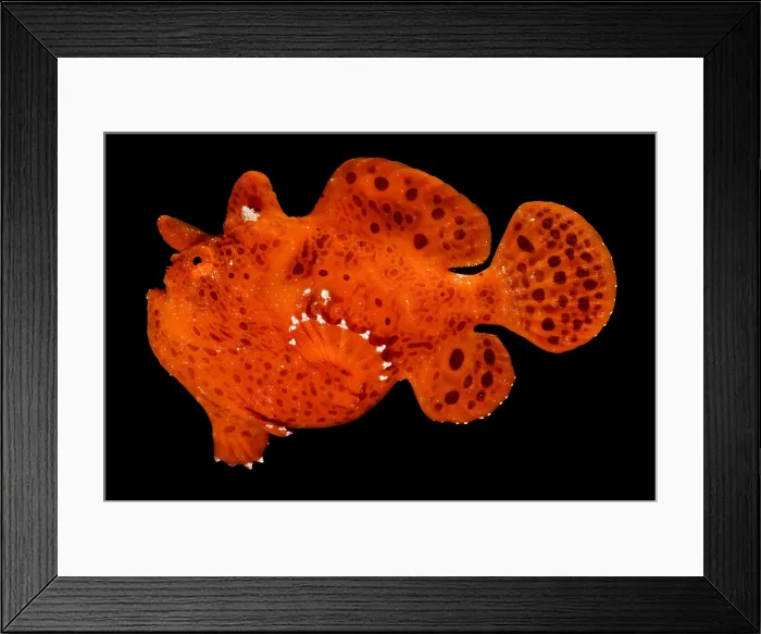 Framed Print : Frogfish, Antennarius sp. are some of the most cryptic predators found Framed Print : Frogfish, Antennarius sp. are some of the most cryptic predators found