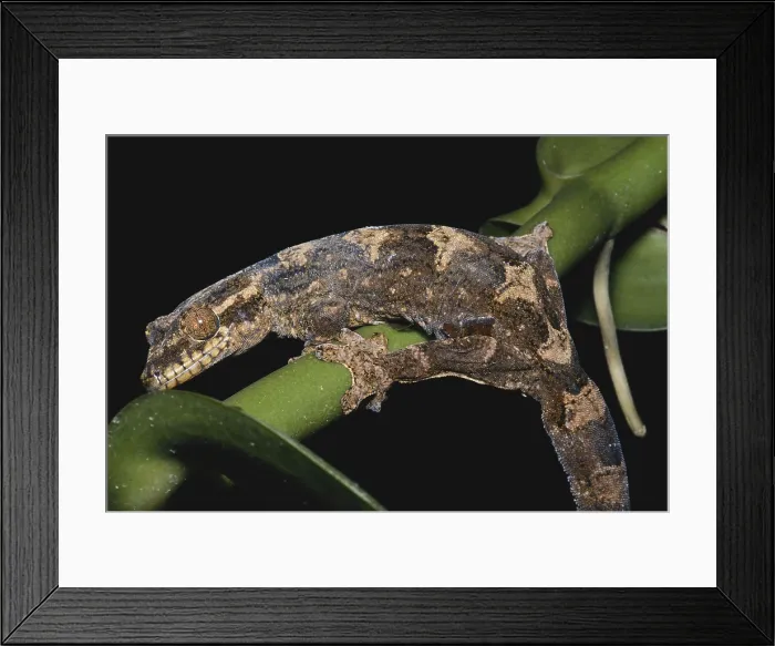 Framed Print : Turnip-tailed Gecko Framed Print : Turnip-tailed Gecko