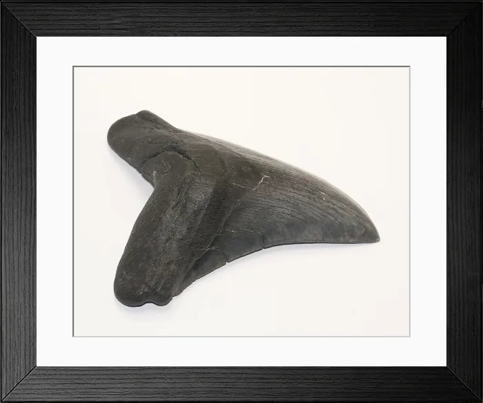 Framed Print : Fossilized Shark Tooth