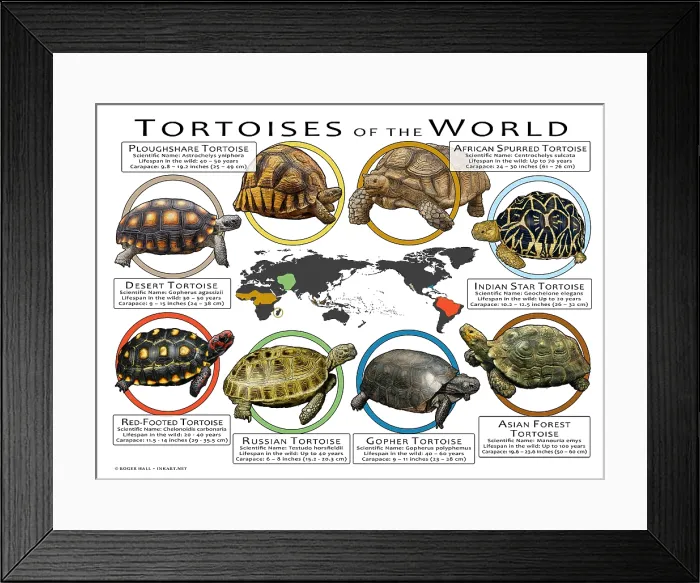 Framed Print : Tortoises of the World Framed Print : Tortoises of the World
