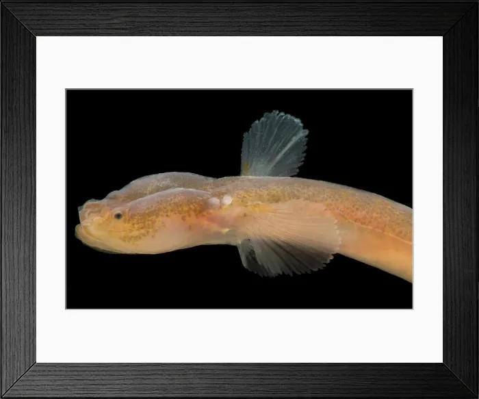 Framed Print : Japanese Groundwater Goby (Luciogobius pallidus) Framed Print : Japanese Groundwater Goby (Luciogobius pallidus)