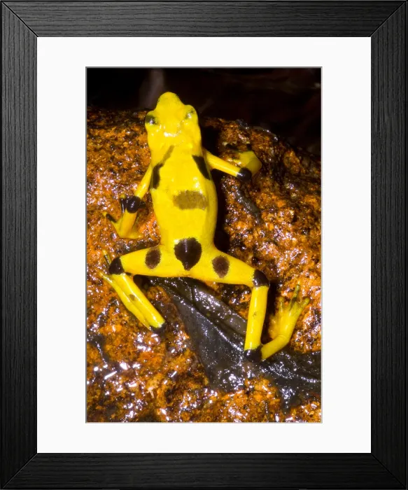 Framed Print : Harlequin Toad Framed Print : Harlequin Toad
