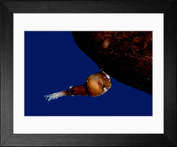 Framed Print : Parasitic male Anglerfish, Linophrynidae