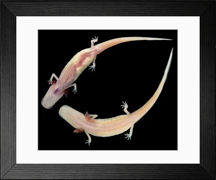 Framed Print : Georgia Blind Salamander (Eurycea wallacei)