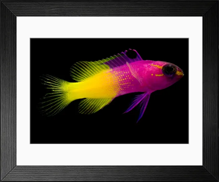 Framed Print : Royal Gramma Framed Print : Royal Gramma
