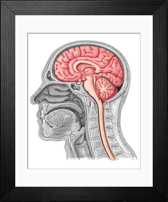 Framed Print : Midsagittal Brain, Illustration Framed Print : Midsagittal Brain, Illustration