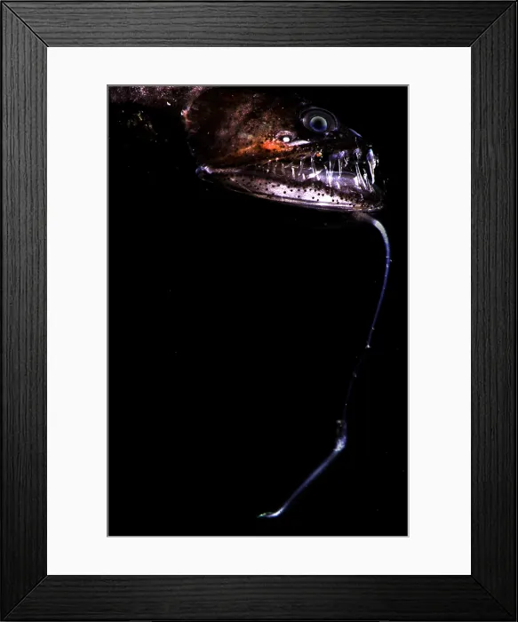 Framed Print : Pacific Blackdragon Framed Print : Pacific Blackdragon