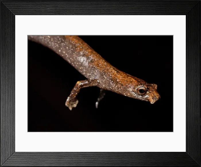 Framed Print : Nauta Palm Foot Salamander
