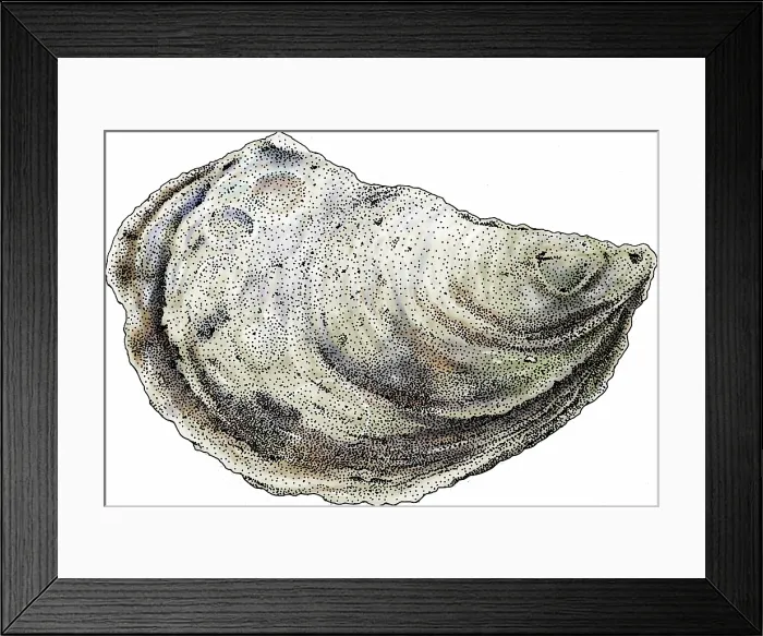 Framed Print : Eastern oyster Framed Print : Eastern oyster