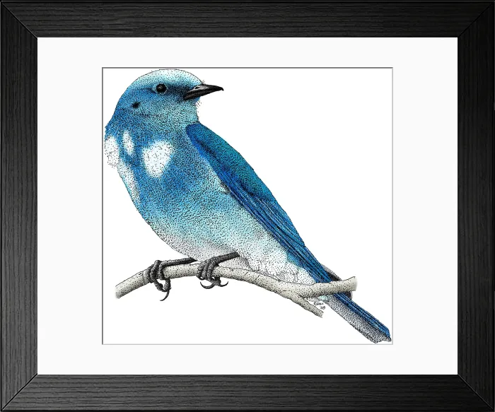 Framed Print : Mountain Bluebird Framed Print : Mountain Bluebird