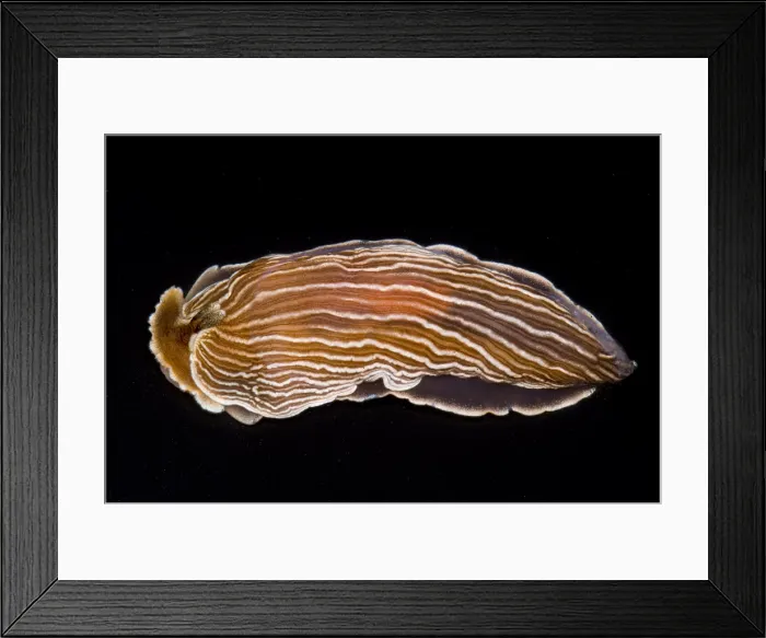 Framed Print : Nudibranch Framed Print : Nudibranch