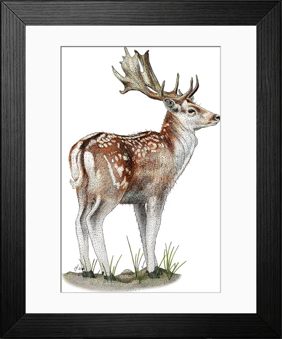 Framed Print : Fallow Deer Framed Print : Fallow Deer