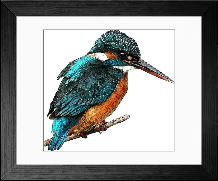 Framed Print : Common kingfisher Framed Print : Common kingfisher