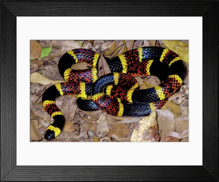 Framed Print : Texas Coral Snake (Micrurus tener) Framed Print : Texas Coral Snake (Micrurus tener)