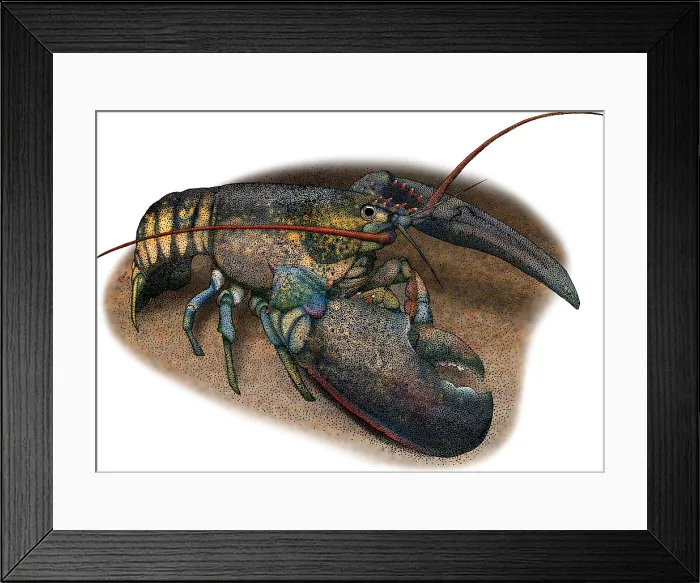 Framed Print : American Lobster Framed Print : American Lobster