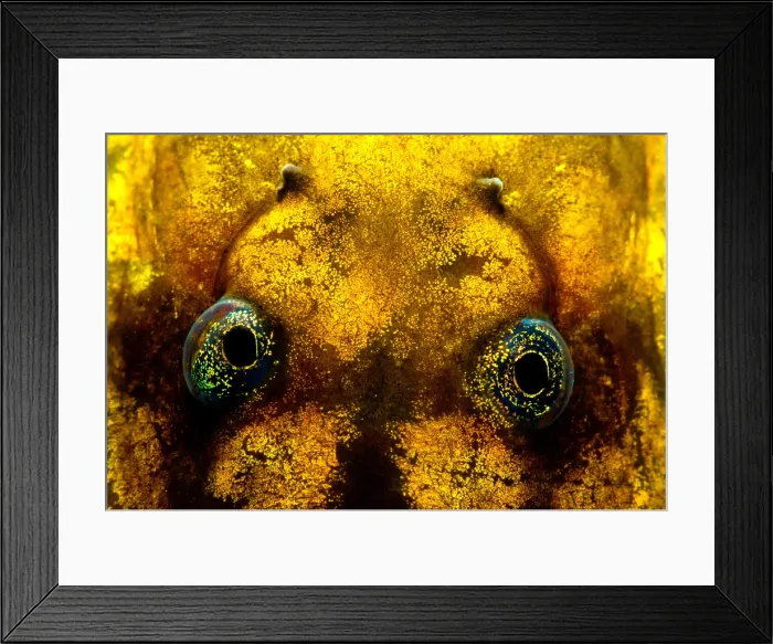 Framed Print : Pelado Mountains False Toad Tadpole Framed Print : Pelado Mountains False Toad Tadpole