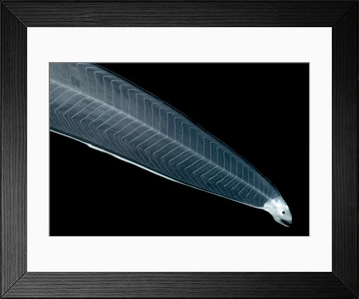 Framed Print : Leptocephalus Larva Framed Print : Leptocephalus Larva