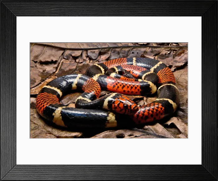 Framed Print : Surinam Coralsnake