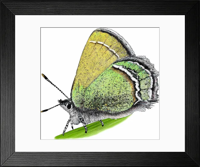 Framed Print : Sandia Hairstreak Butterfly Framed Print : Sandia Hairstreak Butterfly