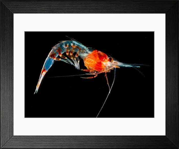 Framed Print : Shrimp (Janicella sp.) Framed Print : Shrimp (Janicella sp.)